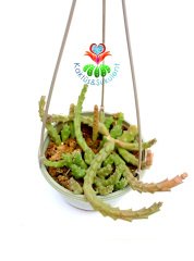 Stapelia Variegata-Kaplan Desenli Çiçek Açar-14 cm Askılı Saksıda - Leş Kaktüsü