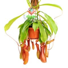 Böcek Yiyen Bitki-Nepenthes Alata -Maymun Kavanozu Bitkisi-30 cm-Et-Sinek Kapan