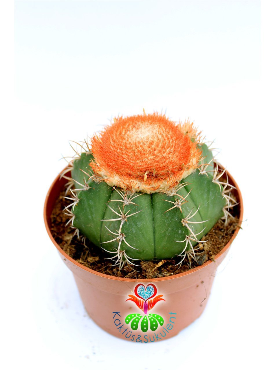 Melocactus Matanzanus- Geniş Şapkalı Kafalı Kaktüs-10,5 cm Saksıda Büyük Boy