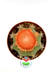 Melocactus Matanzanus- Geniş Şapkalı Kafalı Kaktüs-10,5 cm Saksıda Büyük Boy