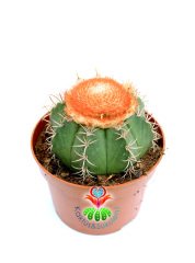 Melocactus Matanzanus- Geniş Şapkalı Kafalı Kaktüs-10,5 cm Saksıda Büyük Boy
