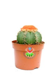 Melocactus Matanzanus- Geniş Şapkalı Kafalı Kaktüs-10,5 cm Saksıda Büyük Boy