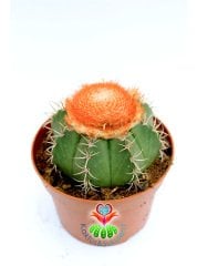Melocactus Matanzanus- Geniş Şapkalı Kafalı Kaktüs-10,5 cm Saksıda Büyük Boy