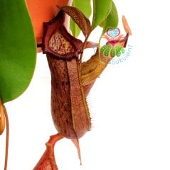 Başka Yerde Yok-Böcek Yiyen Bitki-Nepenthes Rajah-Maymun Kavanozu Bitkisi-30 cm-Et-Sinek Kapan