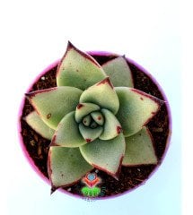 Echeveria Agavoides Ebony 5,5 cm Saksılı Sert Uçları Lekeli Kırmızı Yapraklı