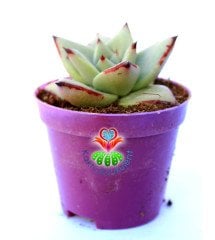 Echeveria Agavoides Ebony 5,5 cm Saksılı Sert Uçları Lekeli Kırmızı Yapraklı