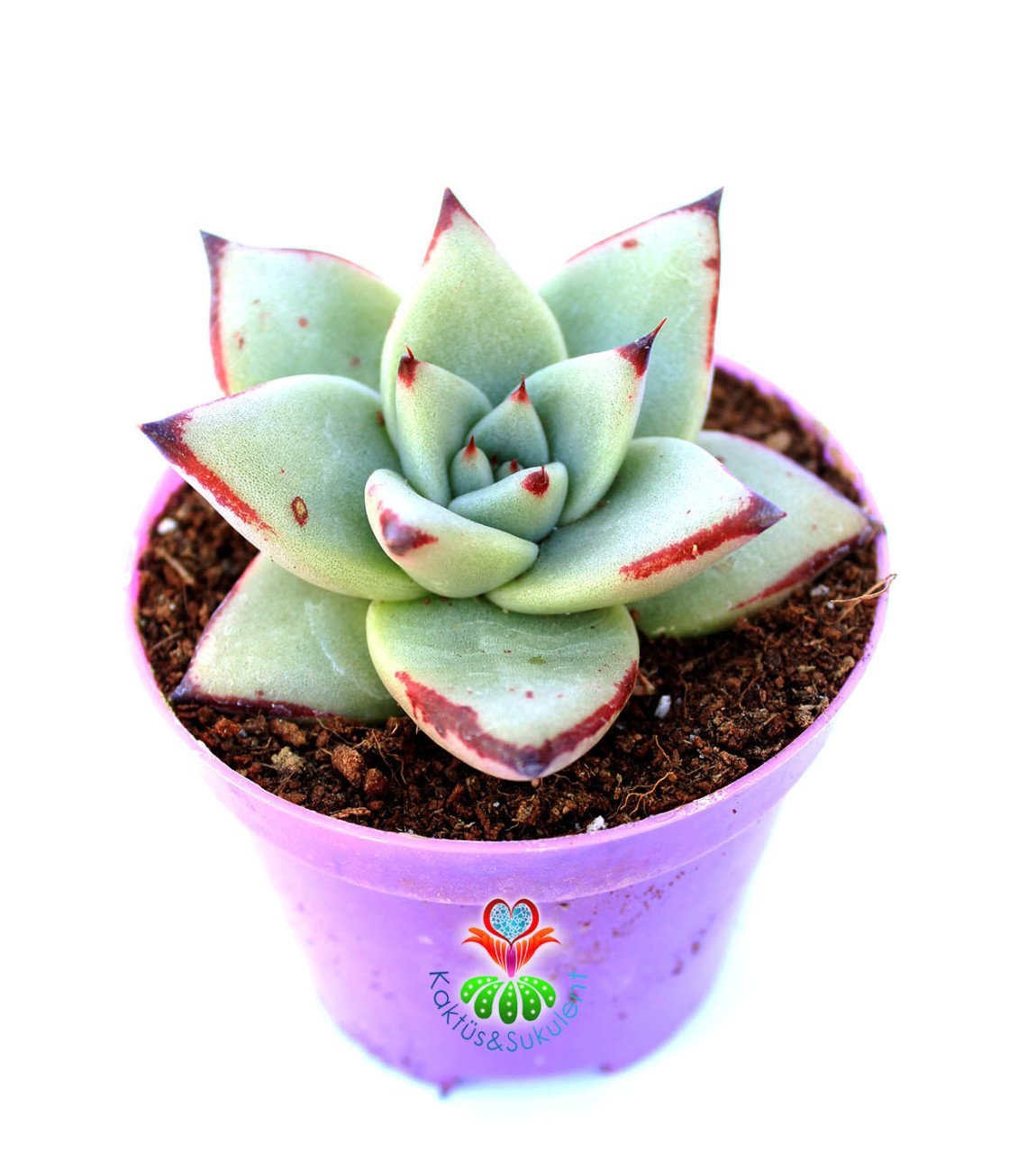 Echeveria Agavoides Ebony 5,5 cm Saksılı Sert Uçları Lekeli Kırmızı Yapraklı