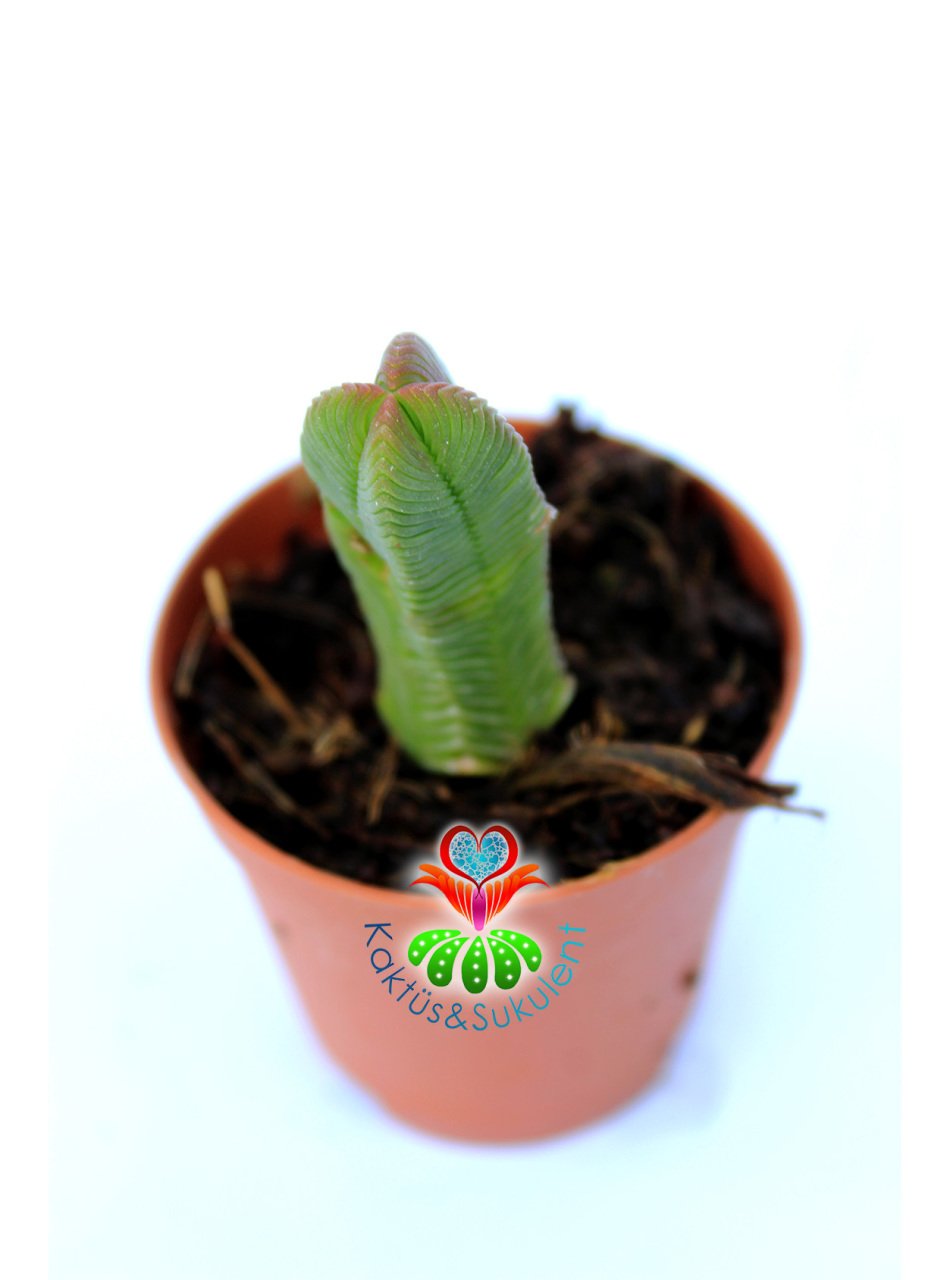 Crassula Pyramidalis -Çok Özel Tür Katmanlı Sukulent 5,5 cm Saksıda