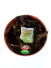 Crassula Pyramidalis -Çok Özel Tür Katmanlı Sukulent 5,5 cm Saksıda