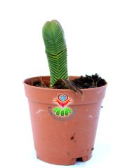 Crassula Pyramidalis -Çok Özel Tür Katmanlı Sukulent 5,5 cm Saksıda