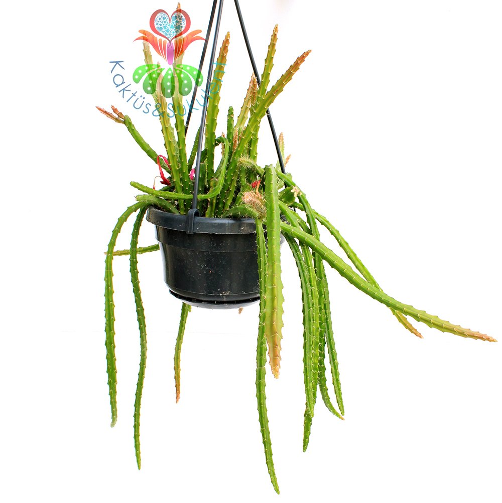Sarkacı Kaktüs, Rhipsalis Pentaptera -Çok Şık- Askılı 40 cm Boy, 12 cm Saksı Sarkan Nadir Tür Kaktüs