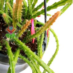 Sarkacı Kaktüs, Rhipsalis Pentaptera -Çok Şık- Askılı 40 cm Boy, 12 cm Saksı Sarkan Nadir Tür Kaktüs