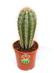 Meksika Kaktüsü- Pachycereus Pringlei-17 cm Saksıda-25cm Boy-Dev Boya Ulaşan Doğal Kaktüs