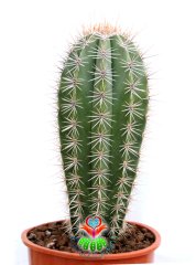 Meksika Kaktüsü- Pachycereus Pringlei-17 cm Saksıda-25cm Boy-Dev Boya Ulaşan Doğal Kaktüs