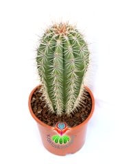 Meksika Kaktüsü- Pachycereus Pringlei-17 cm Saksıda-25cm Boy-Dev Boya Ulaşan Doğal Kaktüs