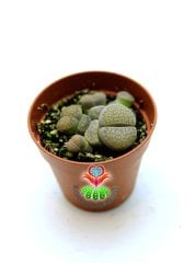 Lithops Mix. Saksıda En az 3 lü Lithops-5,5 cm Saksılı