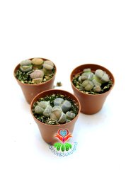 Lithops Mix. Saksıda En az 3 lü Lithops-5,5 cm Saksılı