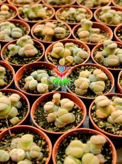 Lithops Mix. Saksıda En az 3 lü Lithops-5,5 cm Saksılı
