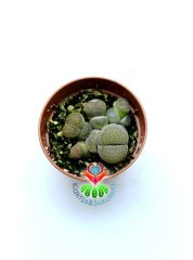 Lithops Mix. Saksıda En az 3 lü Lithops-5,5 cm Saksılı
