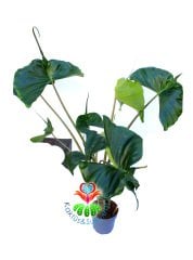 Alocasia macrorrhiza 'Stingray' 16 cm Saksılı 110+ cm Boy Fantasik Vatoz Balığı Yapraklı Şık Salon Ofis Bitikisi