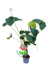 Alocasia macrorrhiza 'Stingray' 16 cm Saksılı 110+ cm Boy Fantasik Vatoz Balığı Yapraklı Şık Salon Ofis Bitikisi