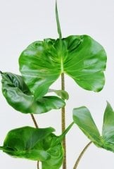 Alocasia macrorrhiza 'Stingray' 16 cm Saksılı 110+ cm Boy Fantasik Vatoz Balığı Yapraklı Şık Salon Ofis Bitikisi