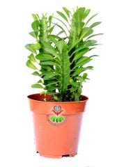 Euphorbia Trigona Yeşil Renk 10 cm Saksıda  Hızlı Büyüyen Kaktüs