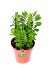 Euphorbia Trigona Yeşil Renk 10 cm Saksıda  Hızlı Büyüyen Kaktüs