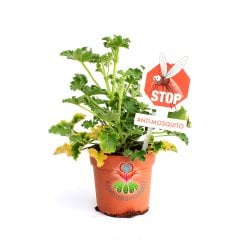 Sineksavar Bitk-Itır,Pelargonium Graveolens, 10 cm Saksılı,Muhteşem Çiçek Açar Canlı Dekor Bitki