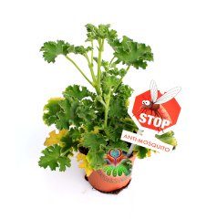Sineksavar Bitk-Itır,Pelargonium Graveolens, 10 cm Saksılı,Muhteşem Çiçek Açar Canlı Dekor Bitki