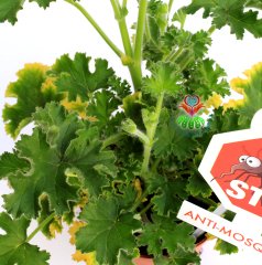 Sineksavar Bitk-Itır,Pelargonium Graveolens, 10 cm Saksılı,Muhteşem Çiçek Açar Canlı Dekor Bitki