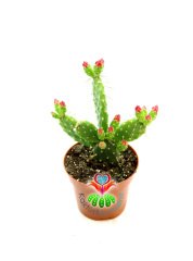 Opuntia Ovata- Çiçeği Üzerinde 8,5 cm saksılı Nadir Opuntia Türü
