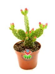 Opuntia Ovata- Çiçeği Üzerinde 8,5 cm saksılı Nadir Opuntia Türü