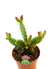 Opuntia Ovata- Çiçeği Üzerinde 8,5 cm saksılı Nadir Opuntia Türü