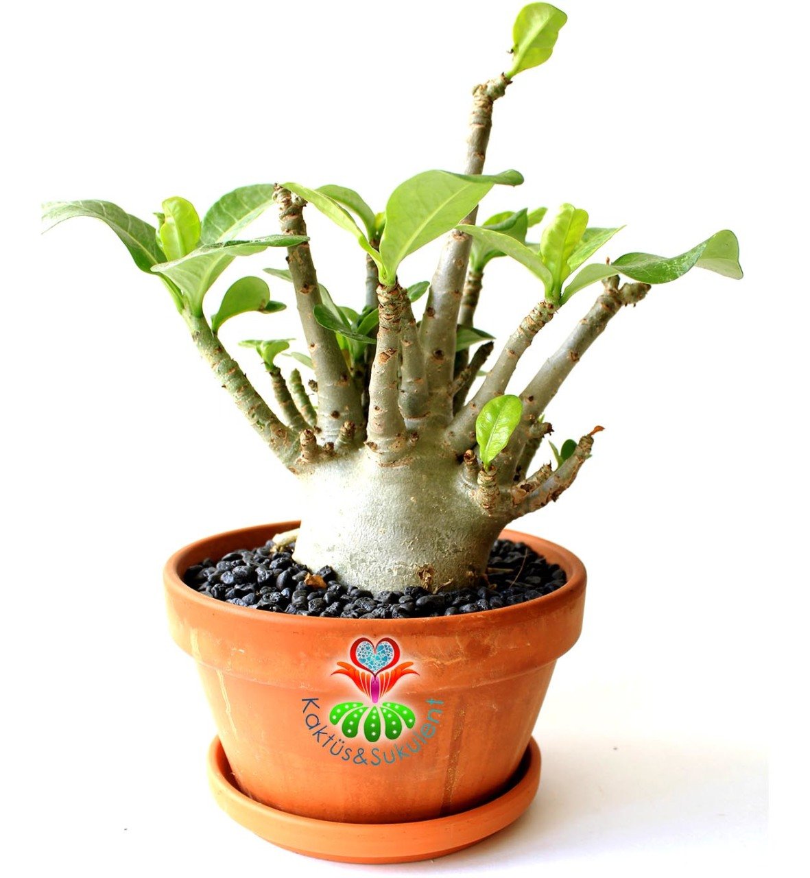 Adenium Obesum -Çöl Gülü-8 cm Çaplı Gövde-15 cm saksıda-20 cm Uzunluk-Özel Tür Bitki