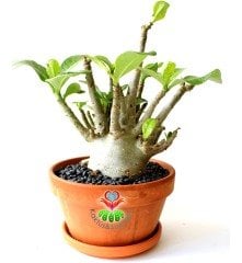 Adenium Obesum -Çöl Gülü-8 cm Çaplı Gövde-15 cm saksıda-20 cm Uzunluk-Özel Tür Bitki