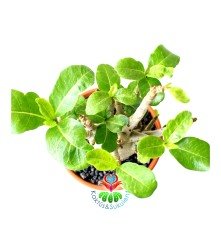 Adenium Obesum -Çöl Gülü-8 cm Çaplı Gövde-15 cm saksıda-20 cm Uzunluk-Özel Tür Bitki