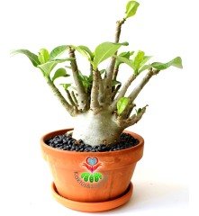 Adenium Obesum -Çöl Gülü-8 cm Çaplı Gövde-15 cm saksıda-20 cm Uzunluk-Özel Tür Bitki
