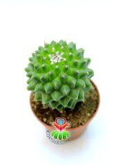 Mammillaria Polythele Inermis 5,5 cm saksı Dikensiz Kaktüs ''Uygun Fiyat''