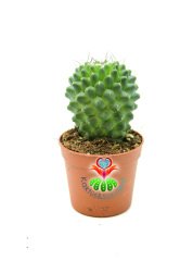 Mammillaria Polythele Inermis 5,5 cm saksı Dikensiz Kaktüs ''Uygun Fiyat''