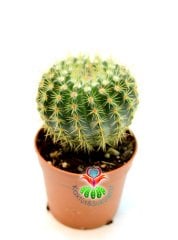 Notocactus Vanvlietii 7 cm saksılı ''Uygun Fiyat'' Top kaktüs