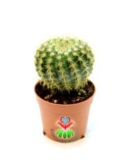 Notocactus Vanvlietii 7 cm saksılı ''Uygun Fiyat'' Top kaktüs