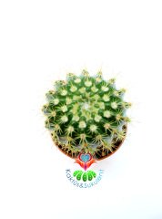 Notocactus Vanvlietii 7 cm saksılı ''Uygun Fiyat'' Top kaktüs