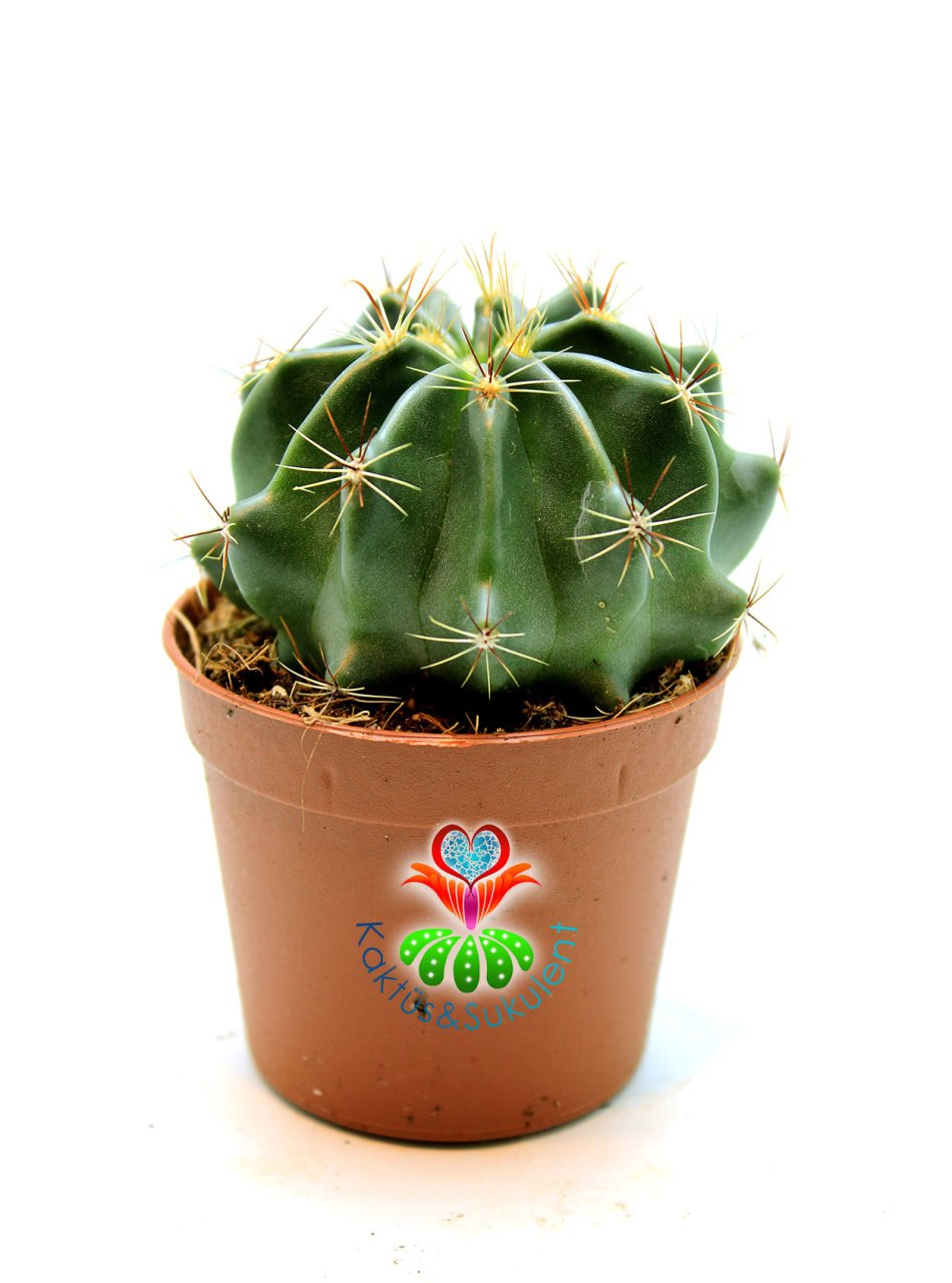 Ferocactus Echidne 7 cm Saksılı Kaktüs ''Uygun Fiyat''