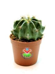 Ferocactus Echidne 7 cm Saksılı Kaktüs ''Uygun Fiyat''