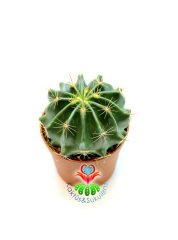 Ferocactus Echidne 7 cm Saksılı Kaktüs ''Uygun Fiyat''