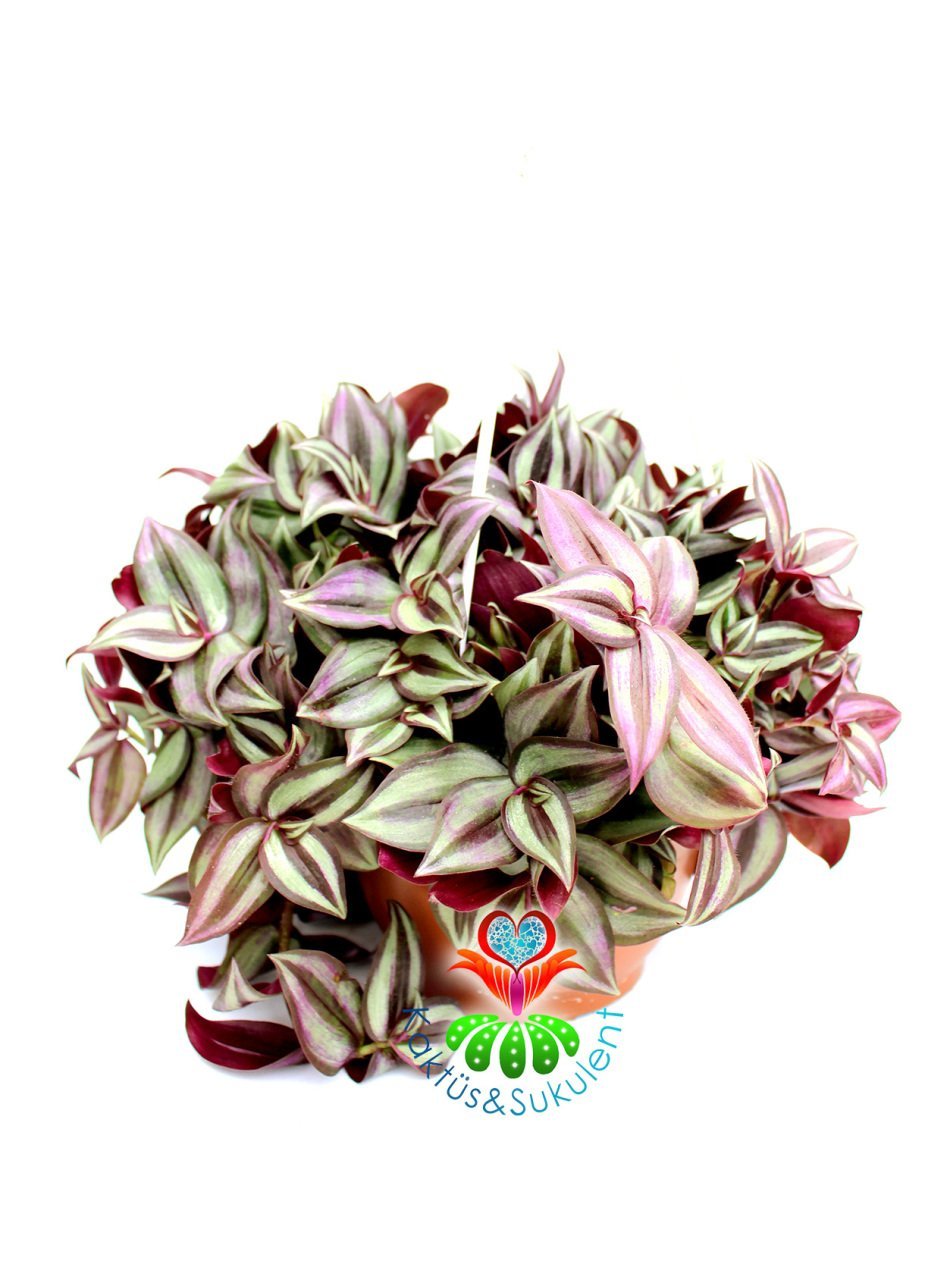 Tradescantia Zebrina ''Purple Tinge''-Koyu Pembe Yapraklı Telgraf Çiçeği -14 cm Askılı Saksıda