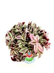 Tradescantia Zebrina ''Purple Tinge''-Koyu Pembe Yapraklı Telgraf Çiçeği -14 cm Askılı Saksıda
