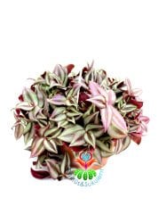 Tradescantia Zebrina ''Purple Tinge''-Koyu Pembe Yapraklı Telgraf Çiçeği -14 cm Askılı Saksıda