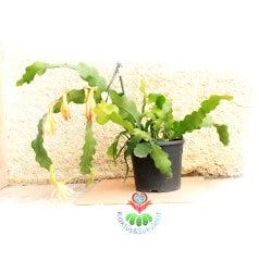 DEV BOY Atlas Çiçeği, Epiphyllum Oxypetalum-Beyaz Renk Büyük Çiçekli-Anaç-60+cm Uzunluk-30cm Saksıda